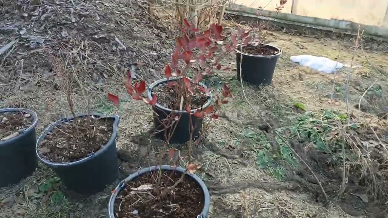 Домашний Сад.Тяжелый выход из зимней спячки.Вредители атакуют!!!