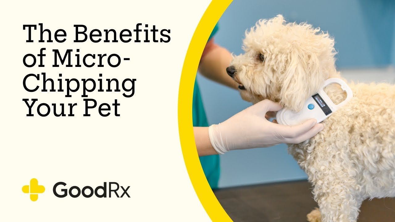 The Benefits of Microchipping Your Pet | GoodRx