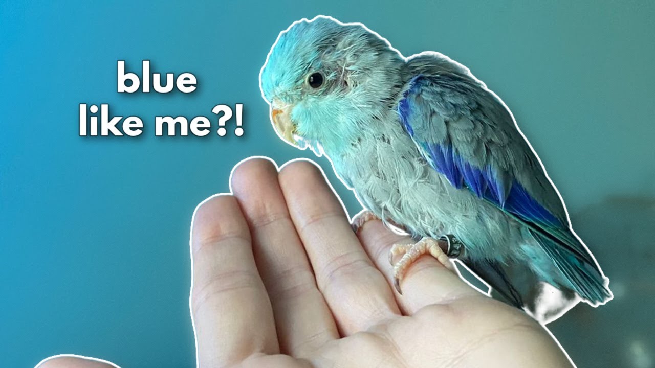 Painting my room to match my bird!