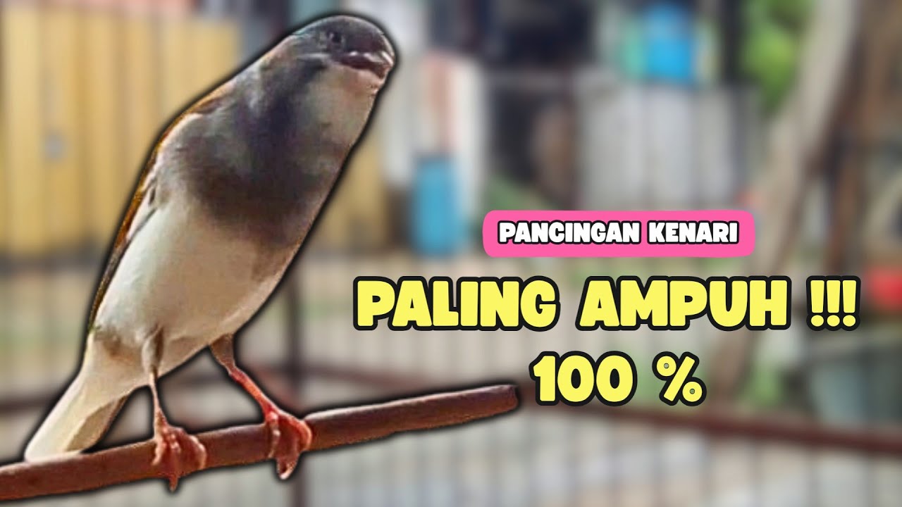 AMPUH❗Suara PANCINGAN Kenari Paud Belajar BUNYI - Cocok Untuk KENARI Belajar BUNYI Ngeriwik | 653