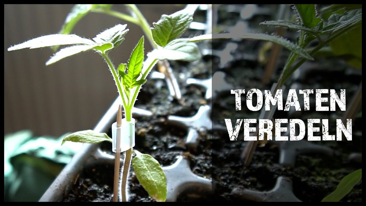 Tomaten veredeln | Permaglück