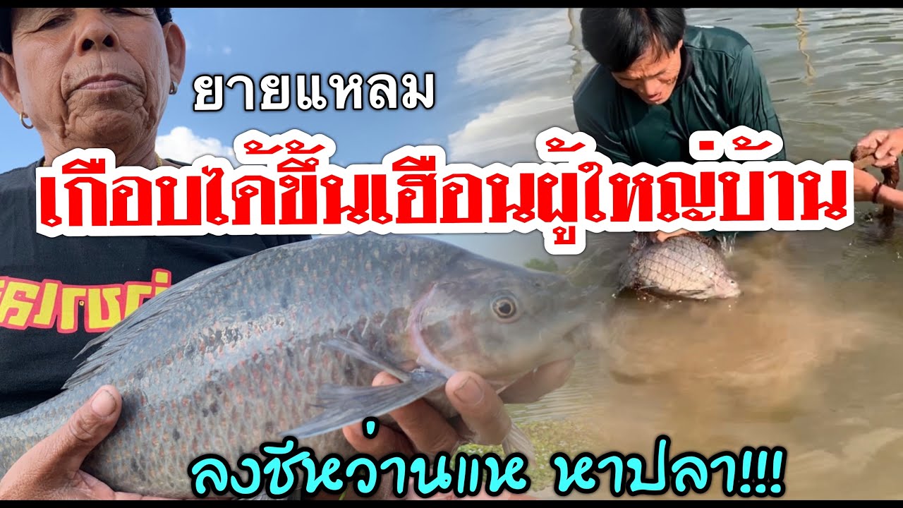 ยายแหลมเกือบได้ขึ้นเฮือนผู้ใหญ่บ้าน!เพราะเหตุใด?ลงชีหว่านแหหาปลา (ช่วงท้ายพีคสุดๆ)