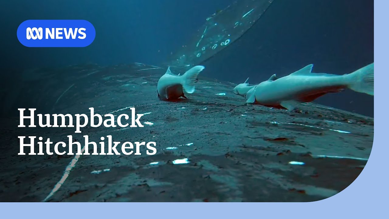 These 'suckerfish' have a curious relationship with humpback whales | ABC NEWS