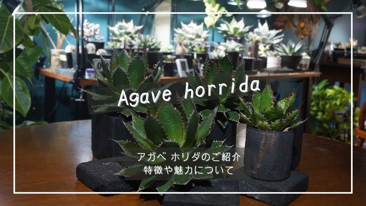 【Agave horrida】アガベ ホリダの特徴や魅力をご紹介