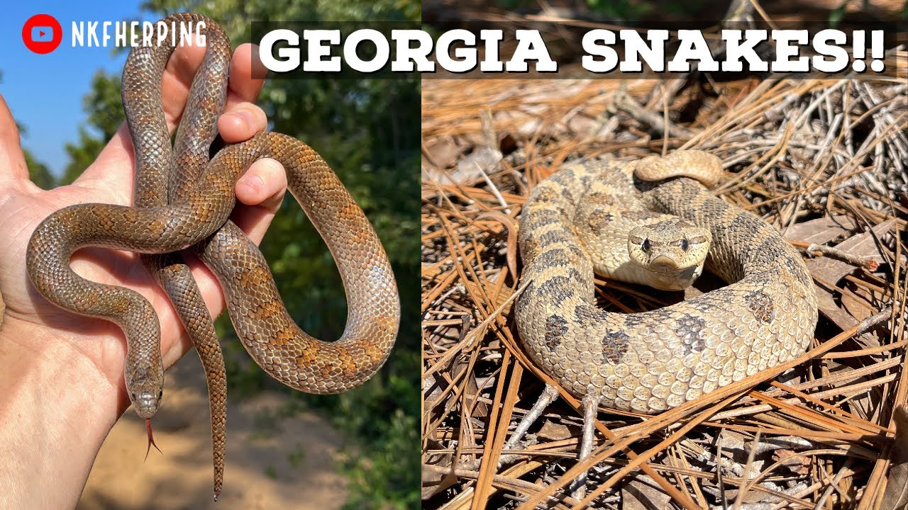 Tracking Snakes in the Georgia Sand! Memorial Day Hognoses, Mole Kingsnake, and More!