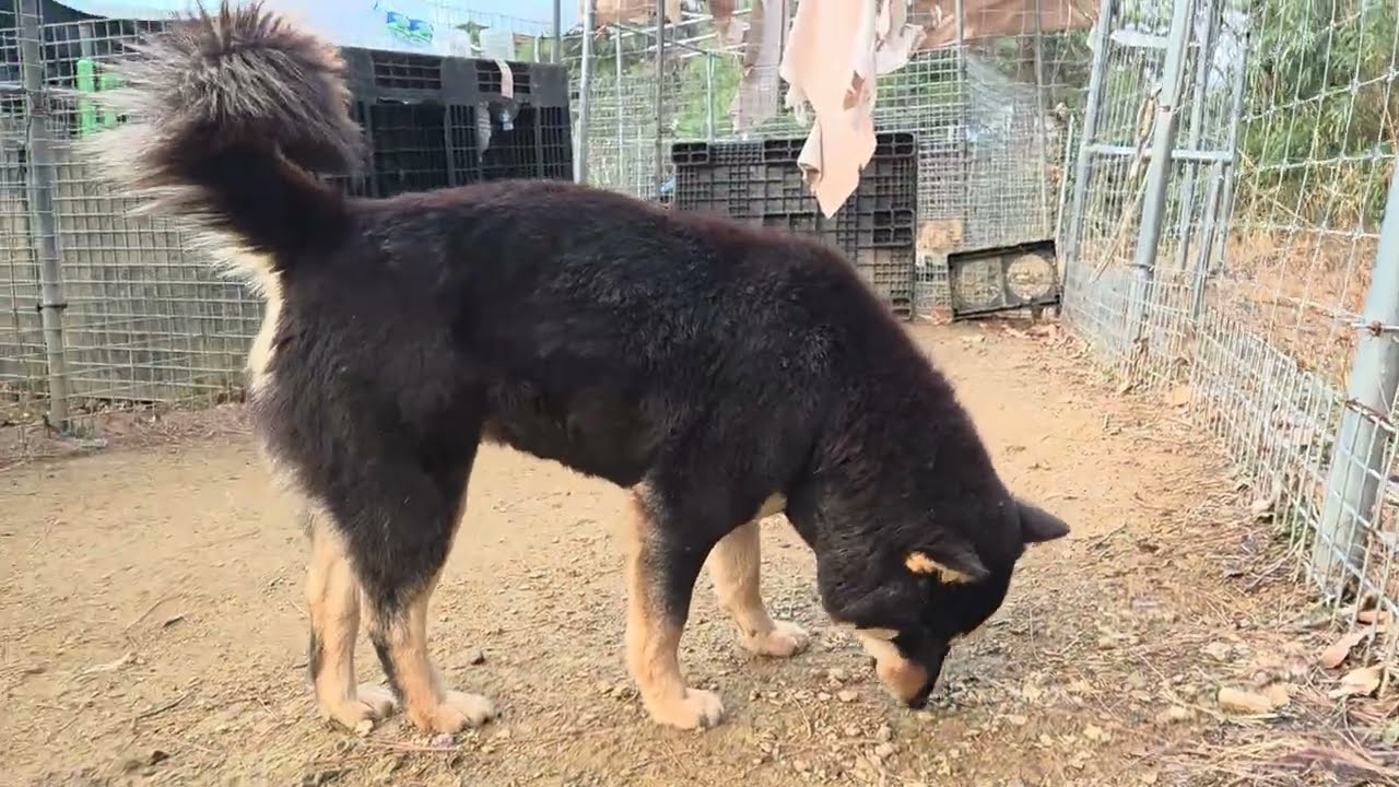 오늘 문득 느낀게 막둥이랑 깜순이 얼굴이 많이 닮았네요(모견 진주)^^Korean Jindo Dog. 