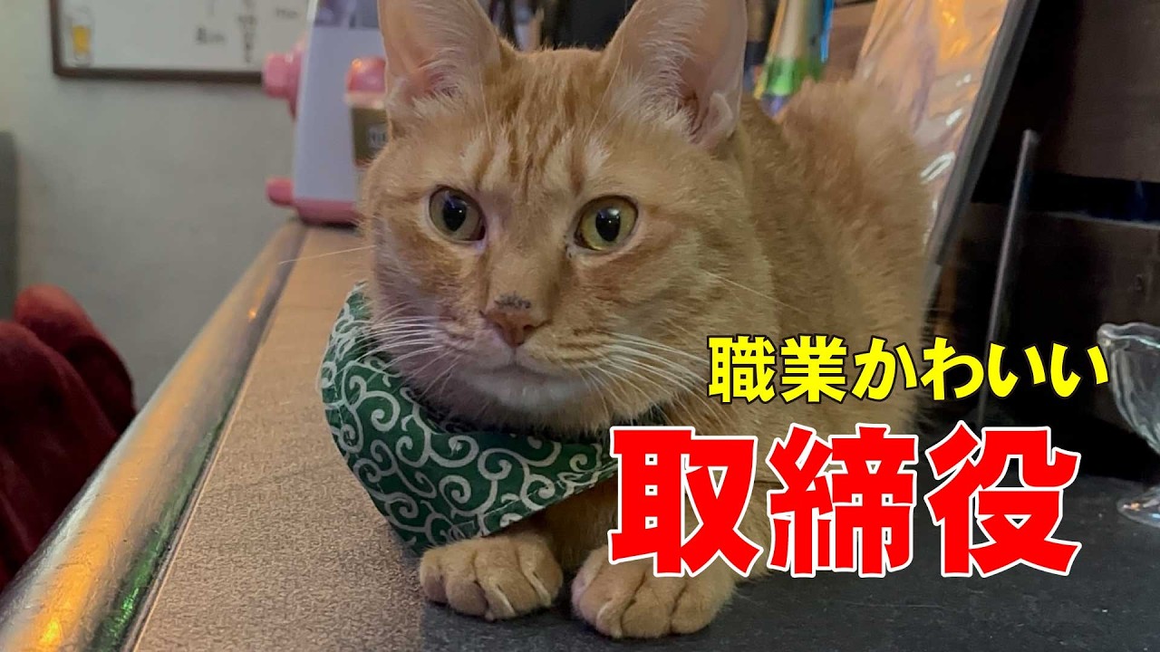 【衝撃】子猫時代が可愛すぎた🐈世にも奇妙な猫バーからの猫動画🐱【取締役：権蔵】職業かわいい〜GONZOちゃんねる 〜