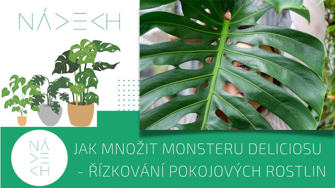 RUCE OD HLÍNY - ZAHRADA A POKOJOVKY 🪴 - Jak množit Monsteru deliciosu - řízkování pokojových rostlin
