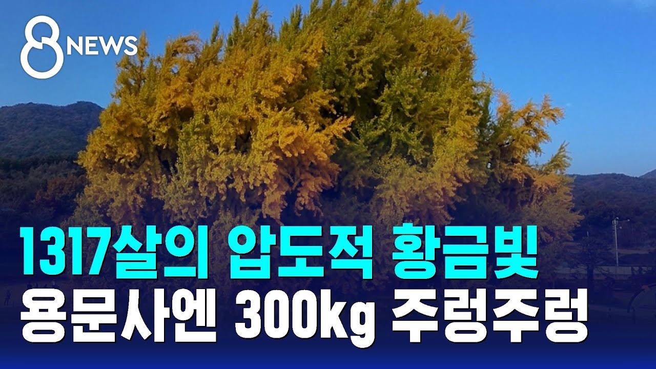 1317살의 압도적 황금빛…용문사엔 300kg 주렁주렁 / SBS 8뉴스