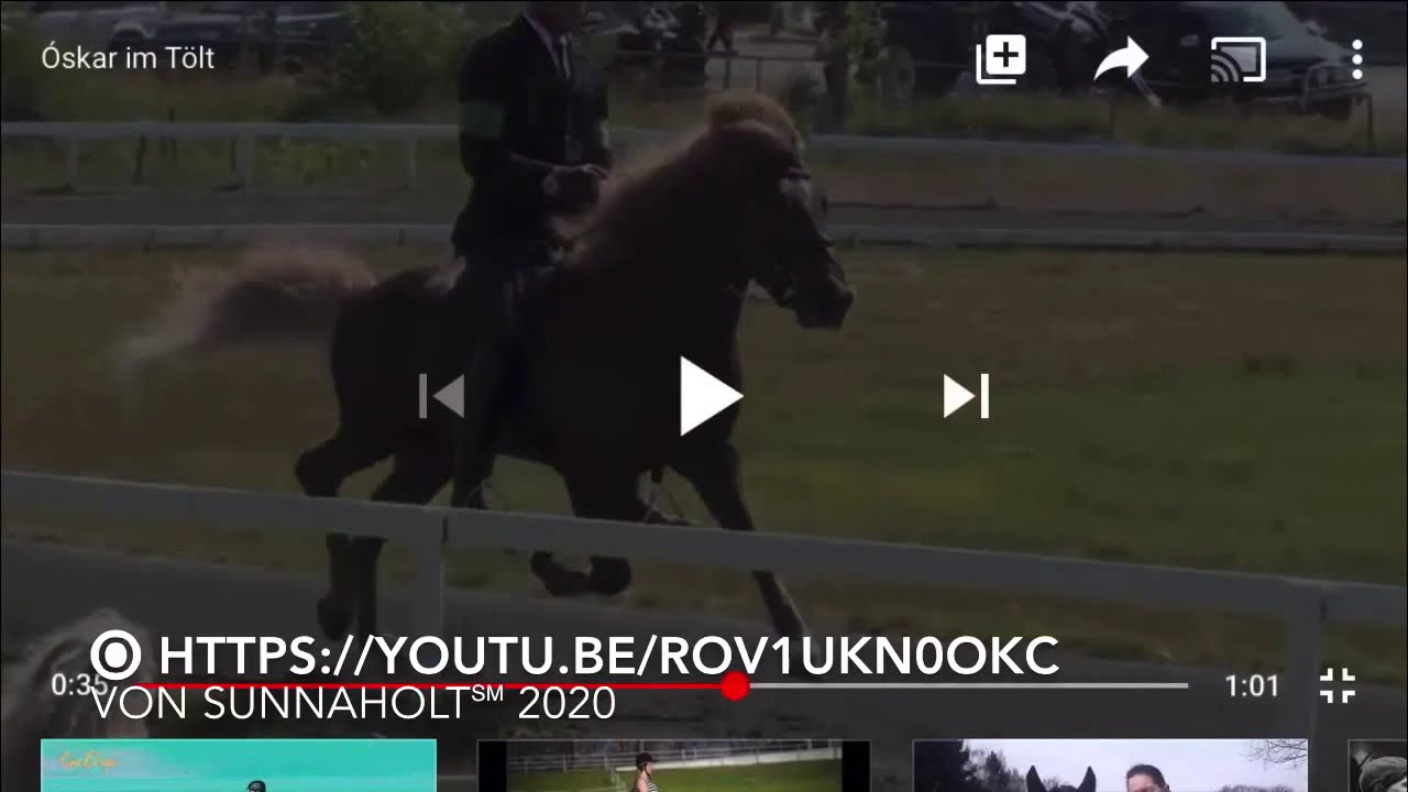 Óskar im Tölt in Zeitlupe