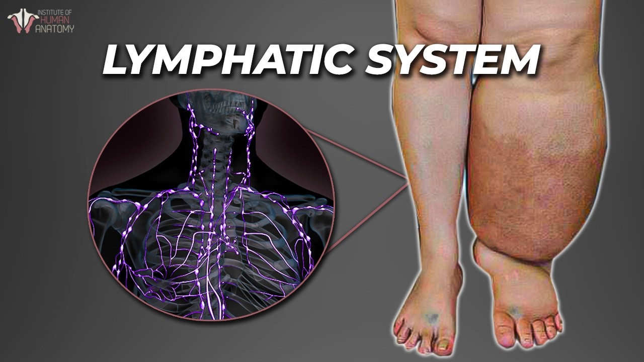 The Secret Plumbing That Keeps You Alive: Lymphatic System