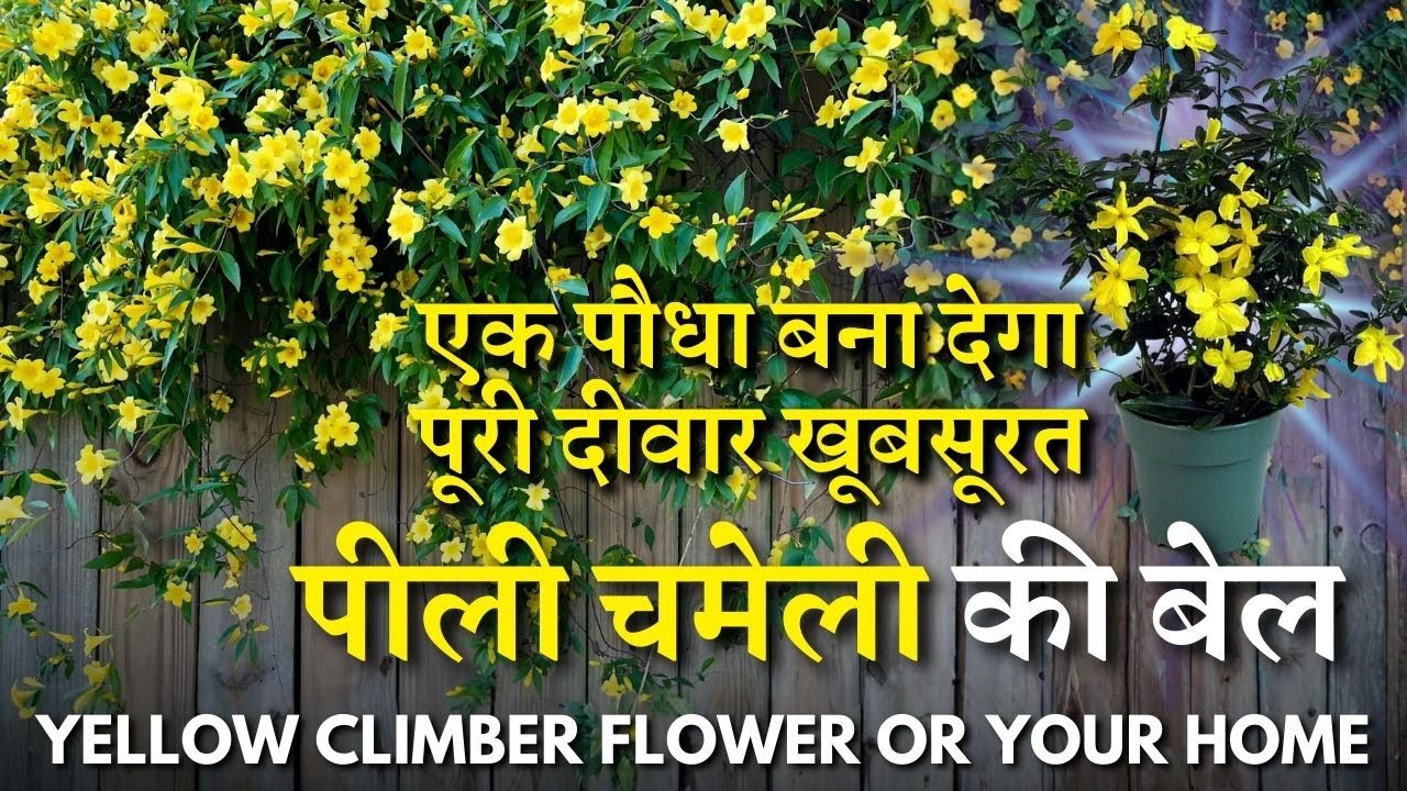 पीली चमेली की बेल || एक पौधा बना देगा पूरी दीवार खूबसूरत || Yellow Climber Flower plant