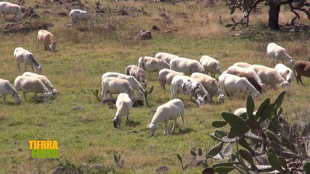 Tierra Fértil Tv-Grandes campeones en la ganadería de ovinos “Rancho Pajaritos