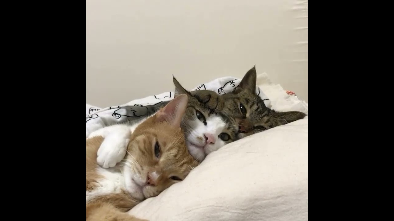 Sweet Dreams: Three Adorable Cats Sleeping Peacefully 🐾