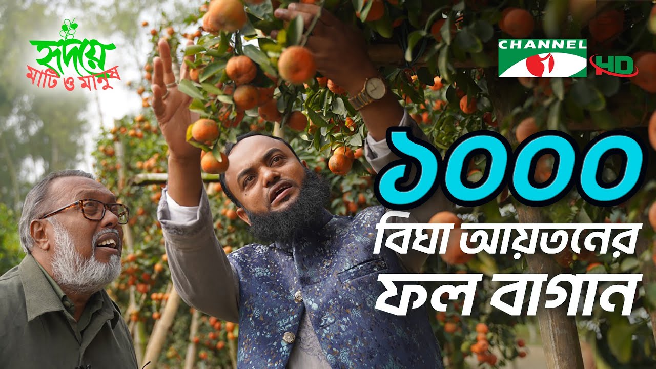 হযরতের ১০০০ বিঘা আয়তনের ফল বাগান | Shykh Seraj | Channel i |