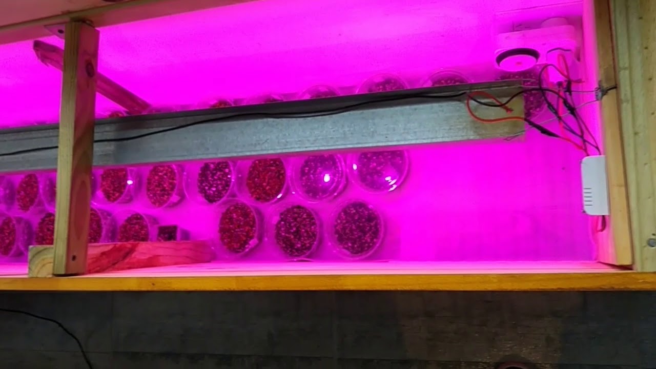 Germinador para cactus y suculentas con luz led full spectrum disimulado bajo un asiento