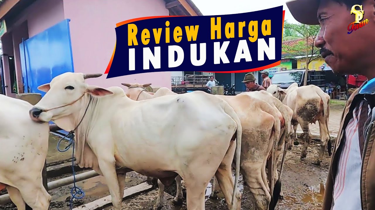Update Harga Babon Indukan Bakalan Breeding Sapi Jawa Po Kebumen