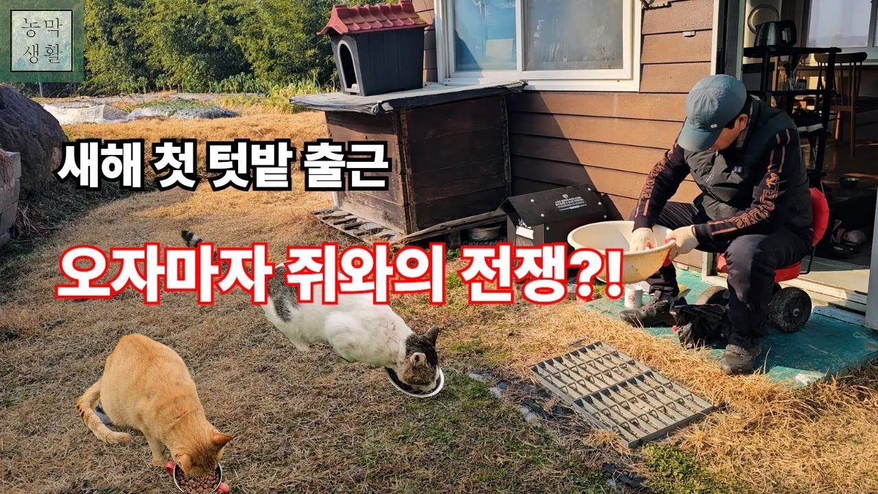 [EP.27]도시를 떠나 텃밭으로 첫 출근, 힐링하러 왔다가 쥐 잡느라 땀 뺐습니다