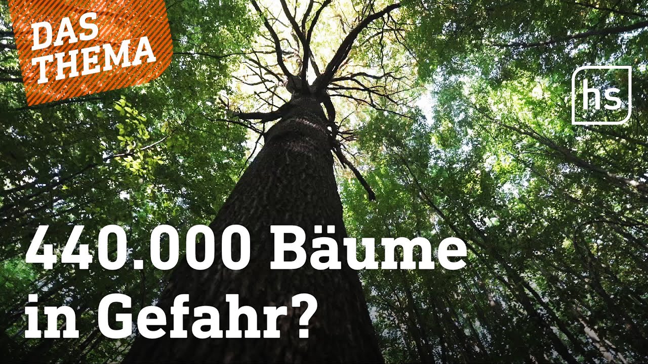 Diese Bäume dürfen gefällt werden – trotz Artenschutz? | hessenschau DAS THEMA
