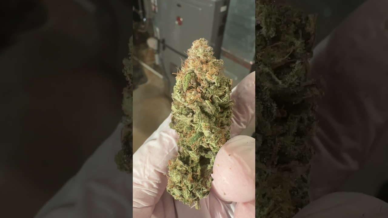 Ocifer from Bros Grimm Seeds description in comments.