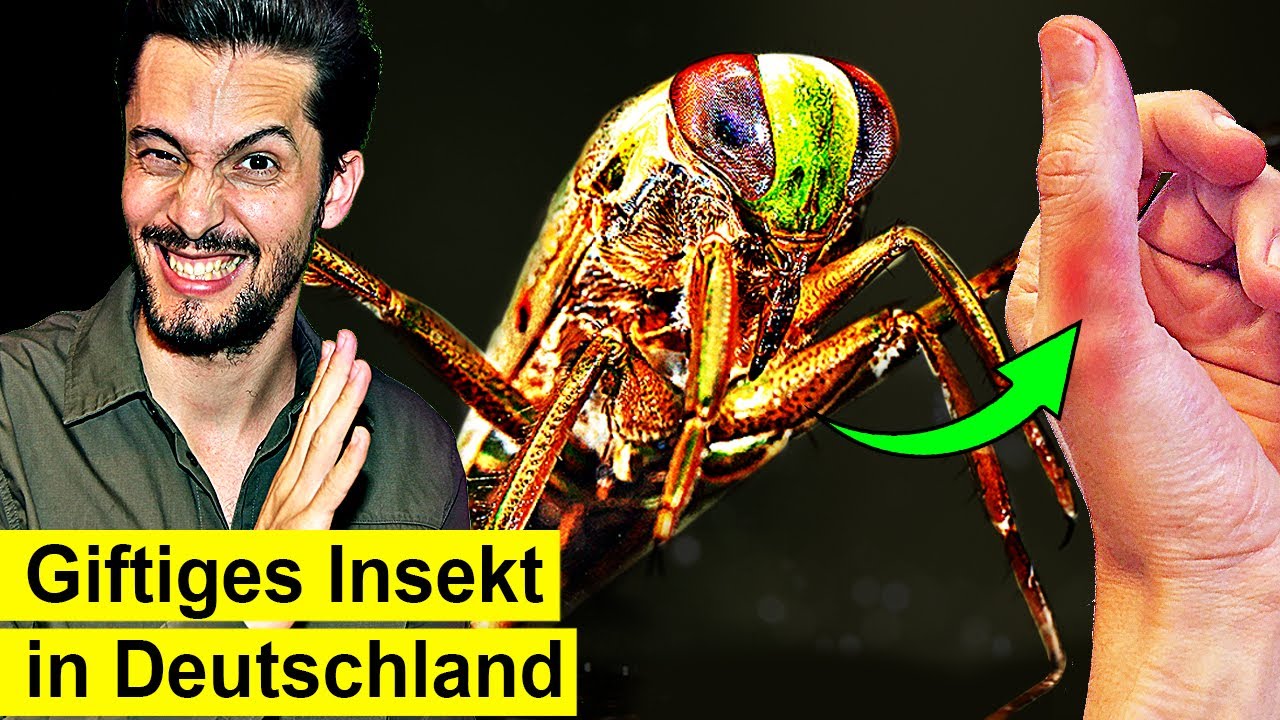 Das passiert, wenn dich der Rückenschwimmer sticht