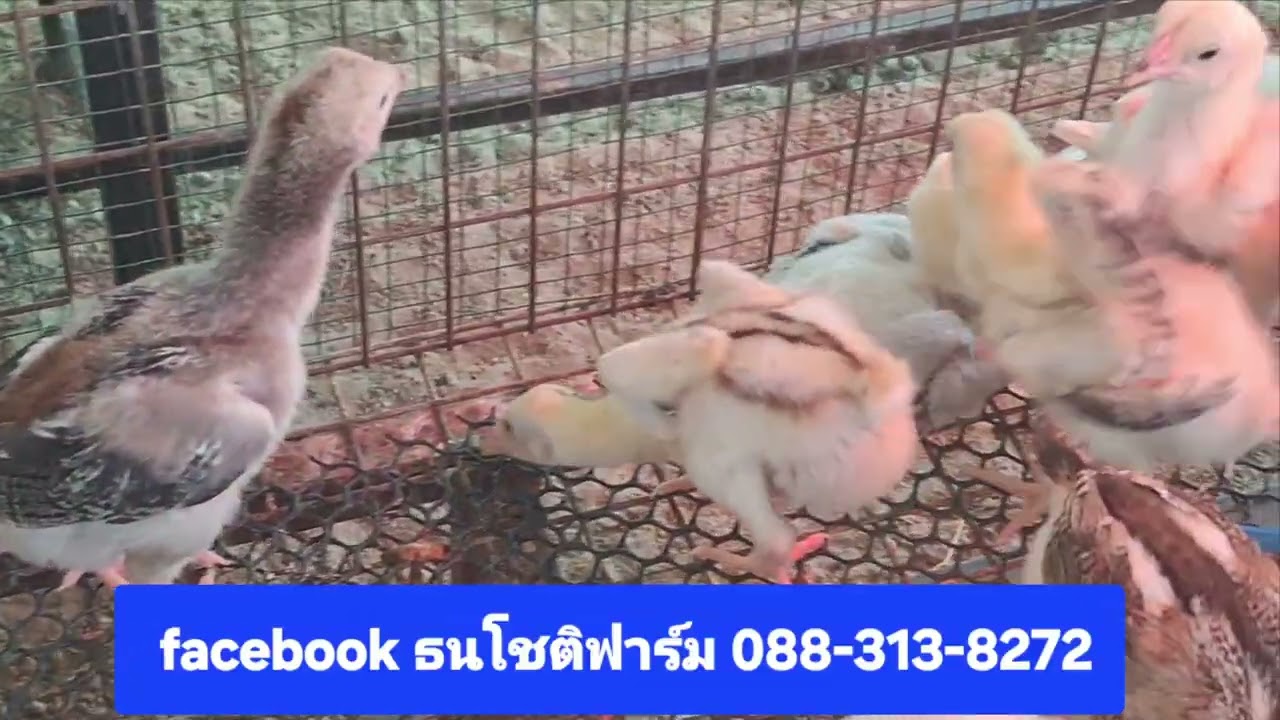 จัดจำหน่ายไก่ยักษ์บราซิลเลือดร้อย ที่ธนโชติฟาร์ม 088- 313-8 272