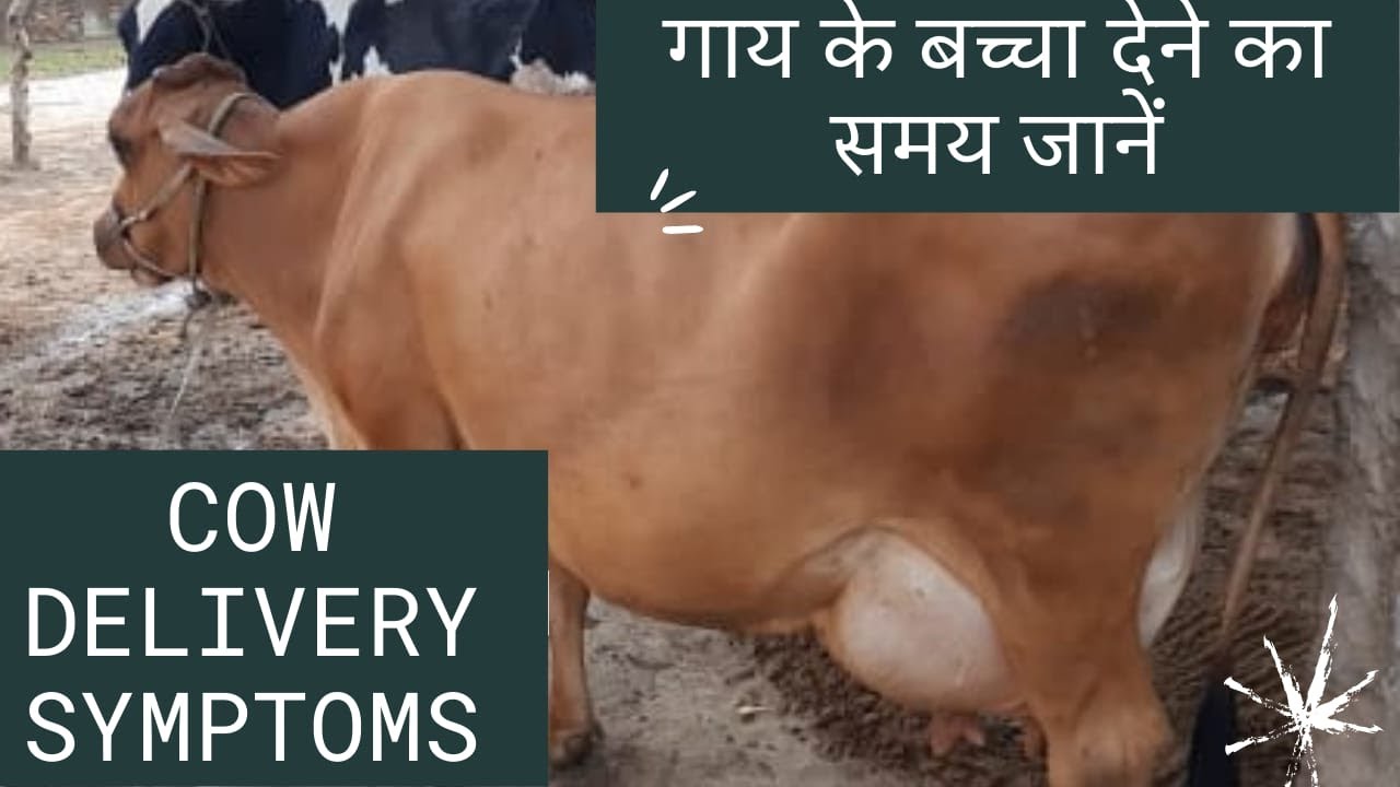 Cow Delivery Symptoms     Ramawat