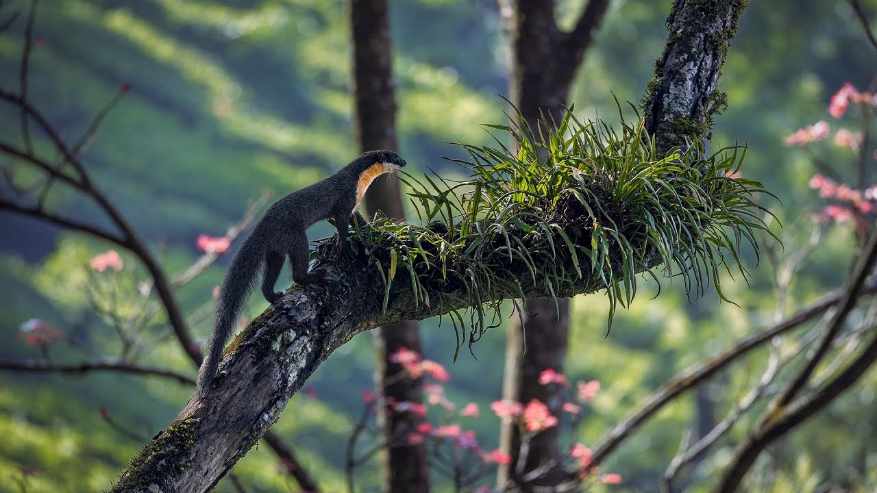 In Search of Nilgiri Marten—Western Ghats On The Edge—Episode 06