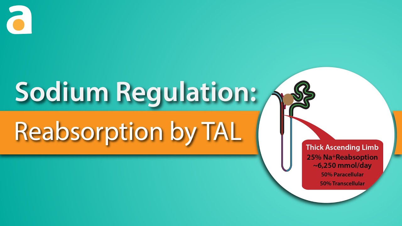 Sodium Regulation: Thick Ascending Limb