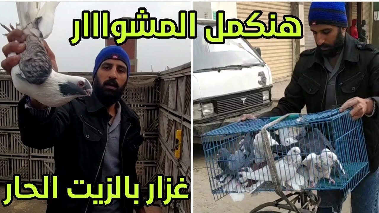 مافو النشيش | الجزء الاخير من شخورة الحمام ازاي اعمل اوله ماشية ،👌🏼😉💚🕊