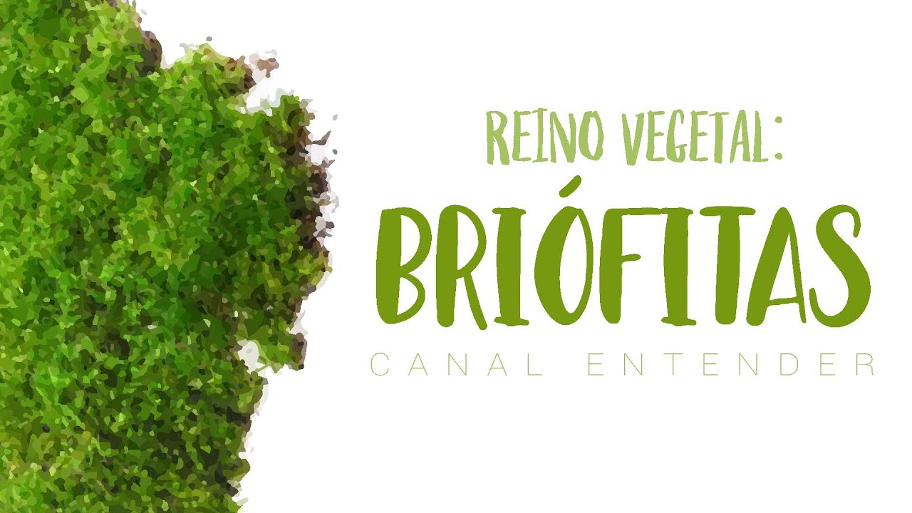 BRIÓFITAS - Reino Vegetal