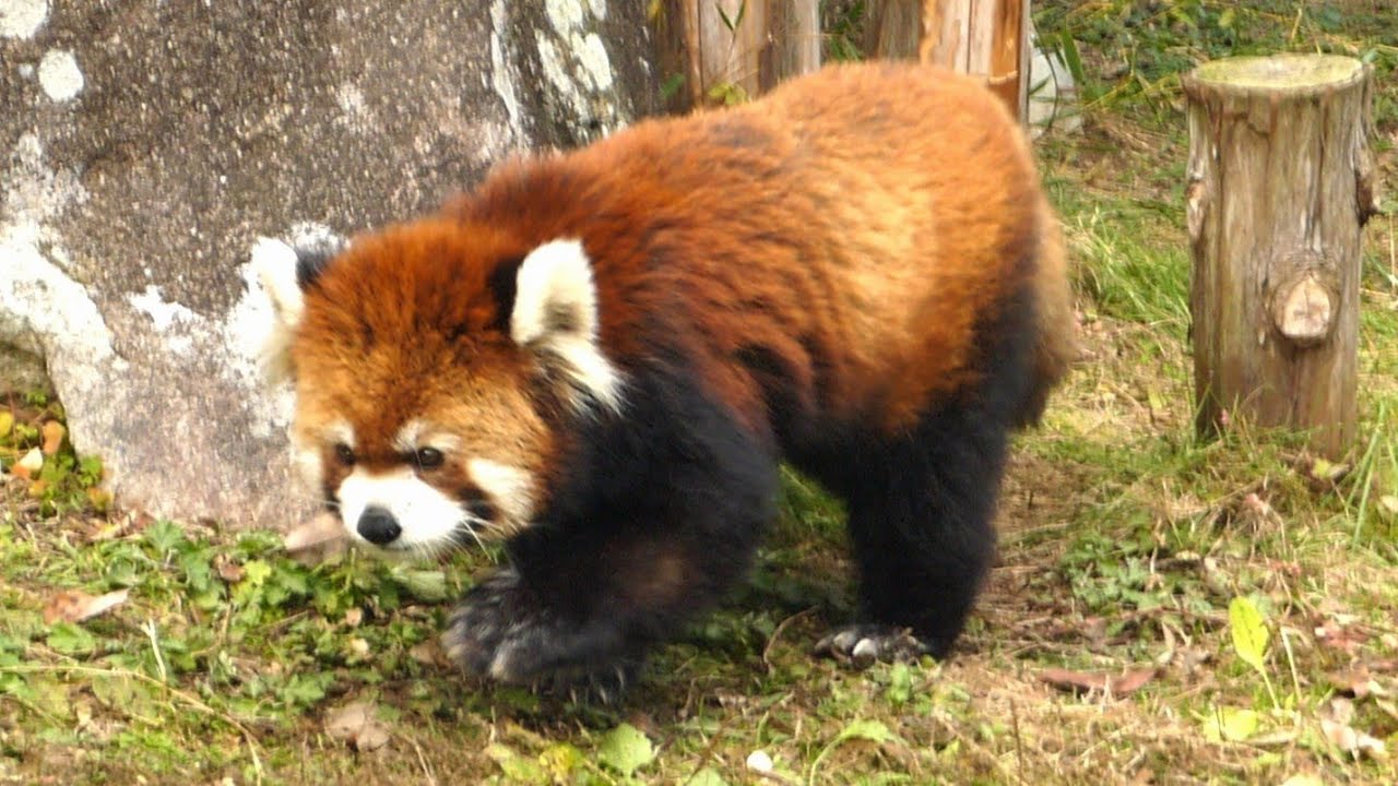 【レッサーパンダ】２頭とも元気です「安佐動物公園」