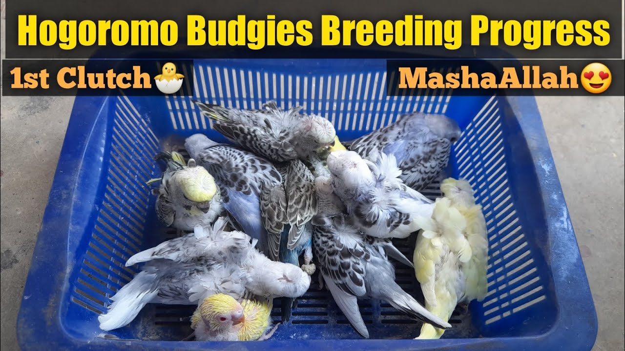 Hogoromo Budgies 1st Breeding Progress | Breeding Season 2023
