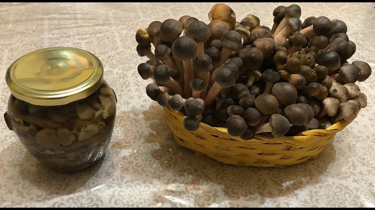 Funghi chiodini sott'olio