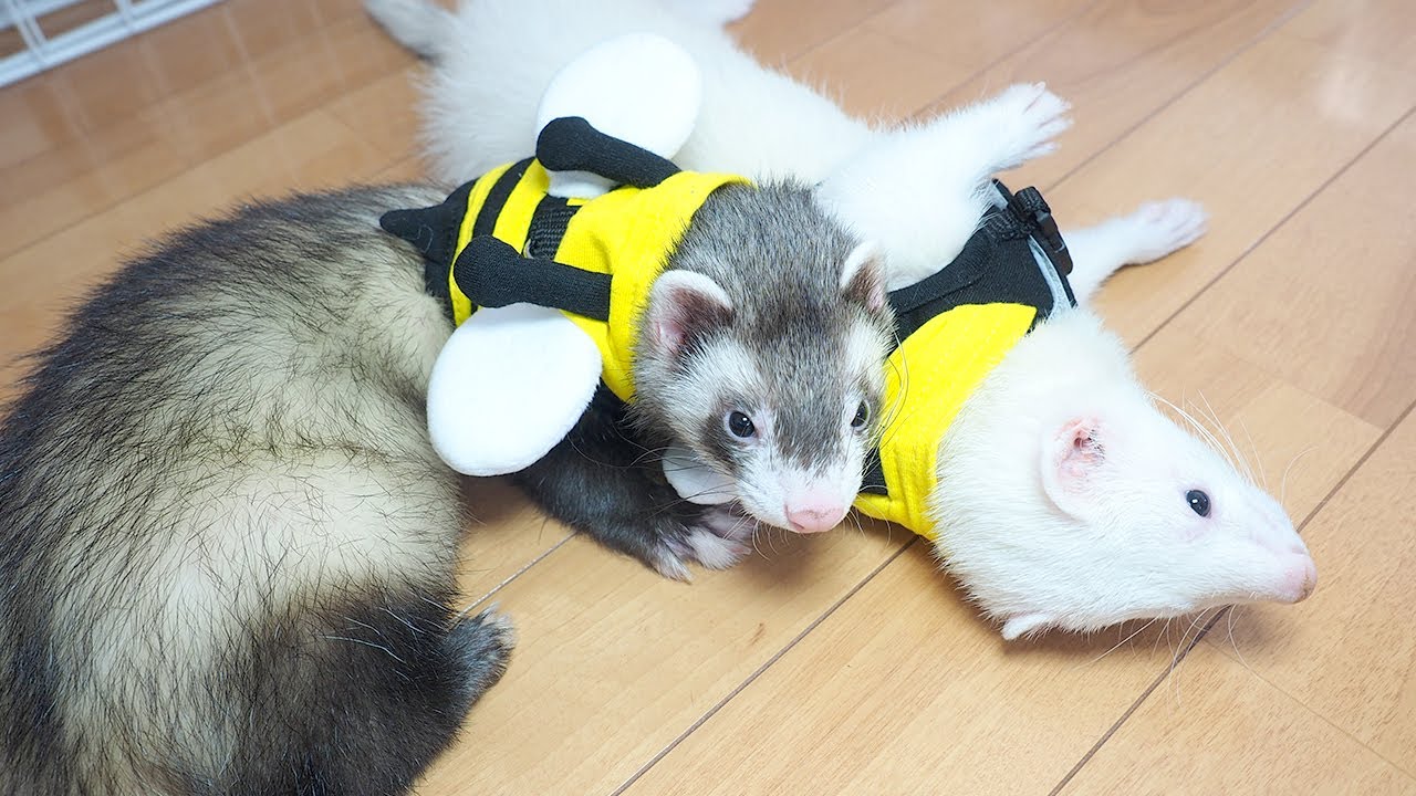 フェレット用の洋服を着せてみたらかわいすぎた