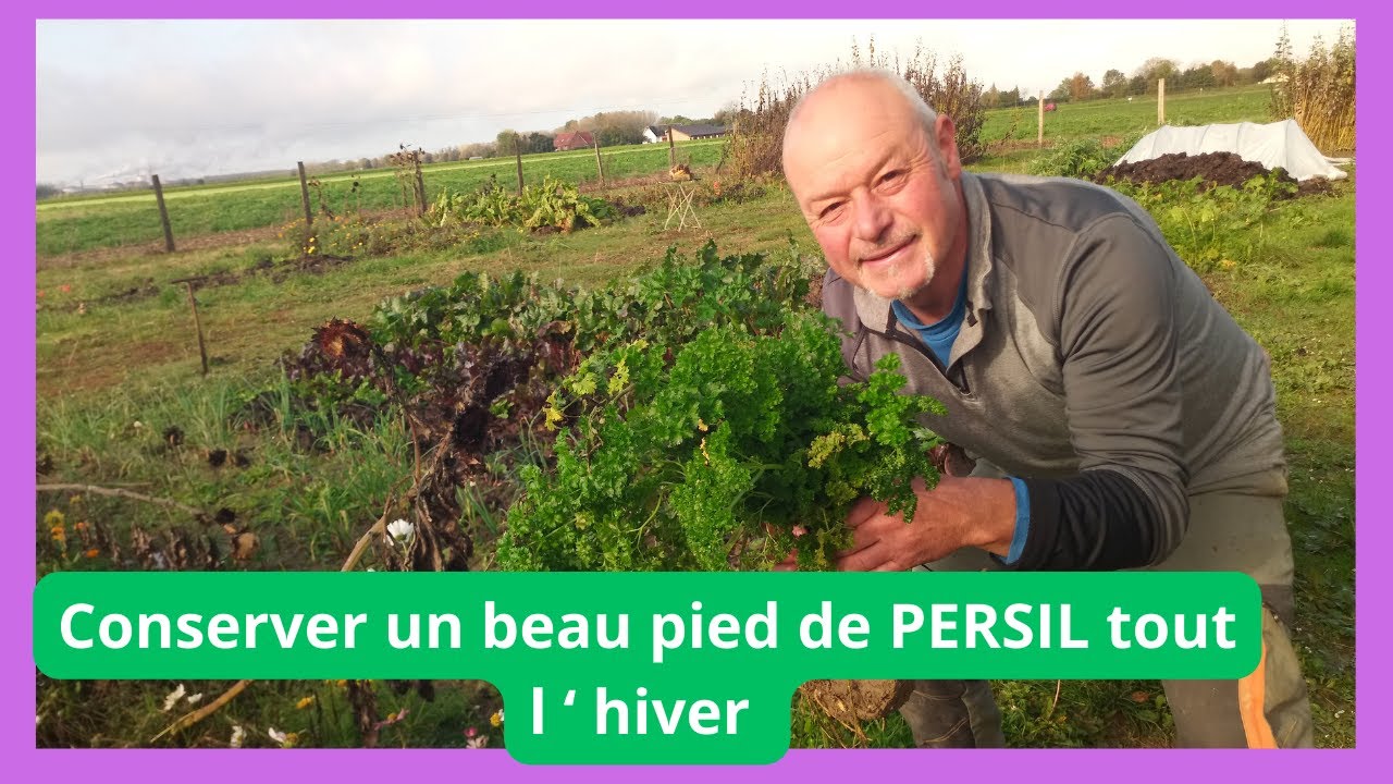 Conserver un beau PERSIL tout l ' hiver  ?