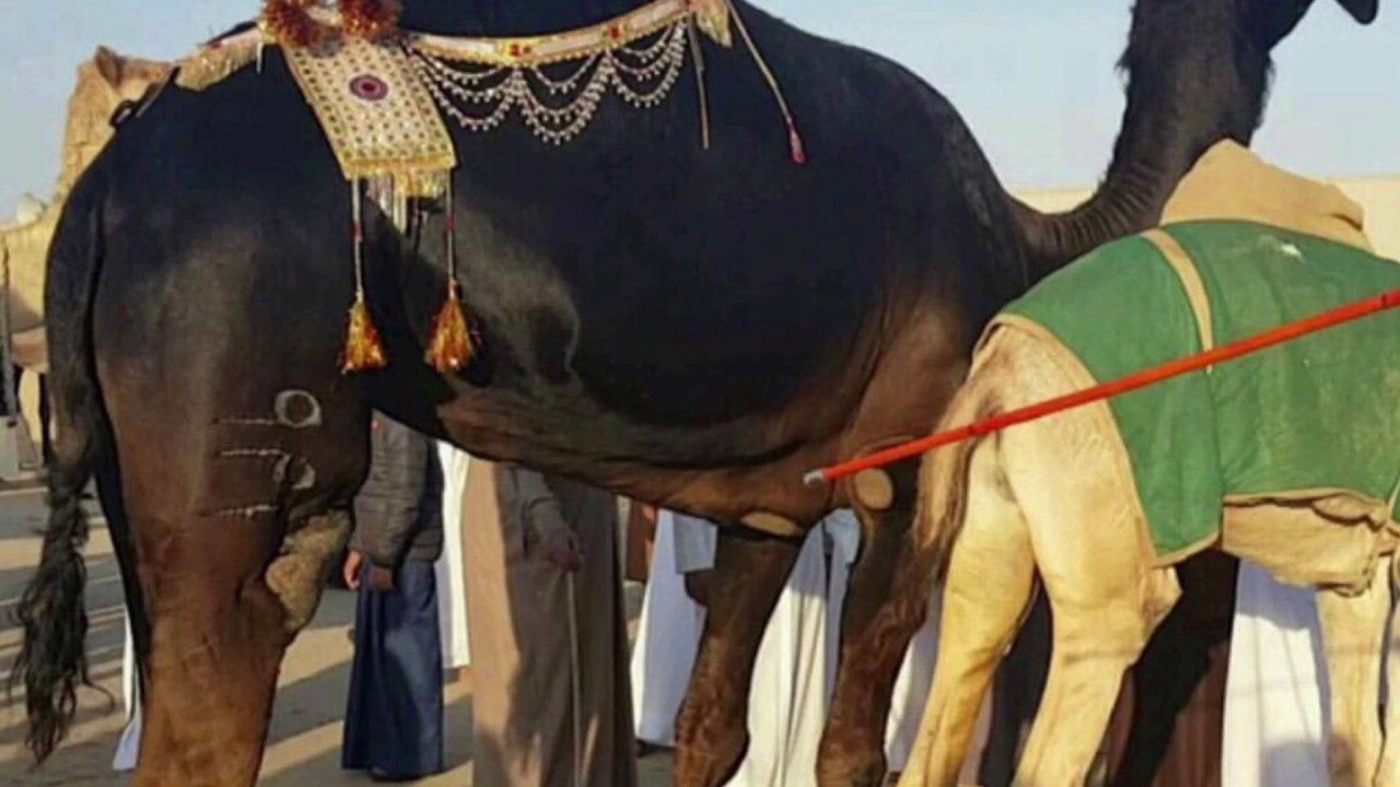 الخروفه للسيد جابر الزهيري كلمات علي الدعيه 🔥