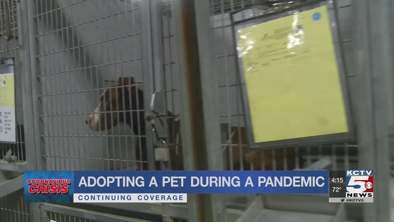 Animal shelters starting to feel impact of COVID-19 pandemic
