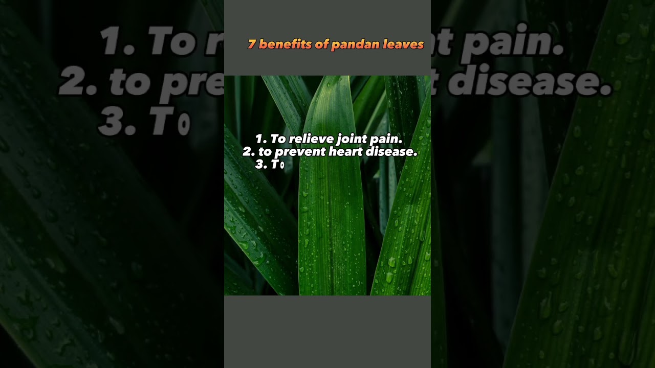 7 benefits of pandan leaves