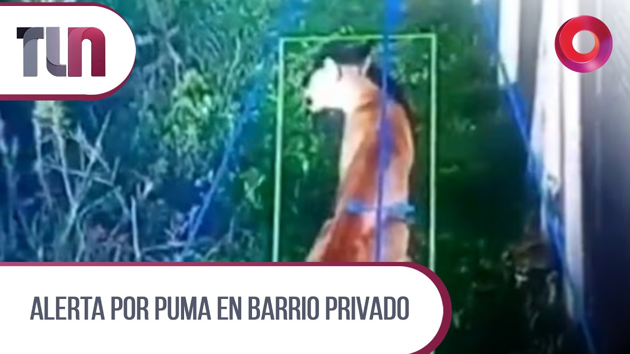 #Telenueve | Alerta por puma en barrio privado