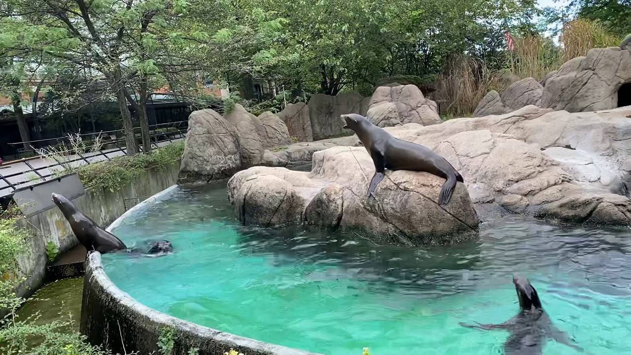 Sea Lions Demanding Food, Bronx Zoo