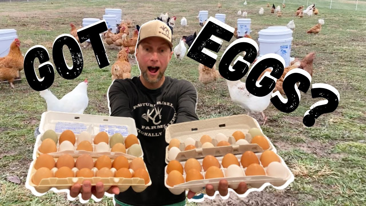Chickens are Laying More Eggs!