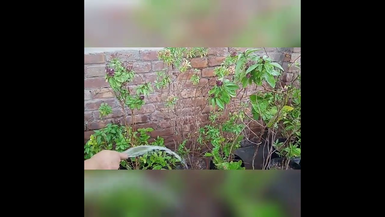 Mere pyare plants..little angle Ayat Fatima..♥️