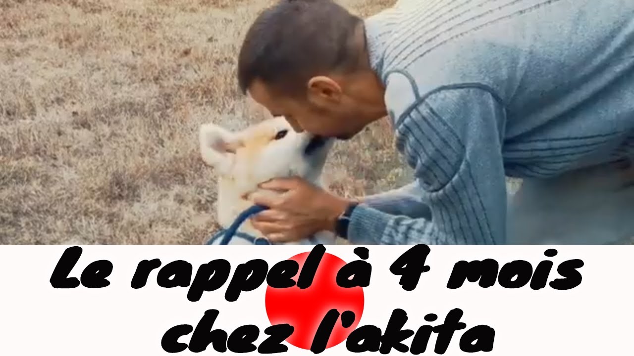Évolution du rappel chez un chiot akita âgé de 4 mois !