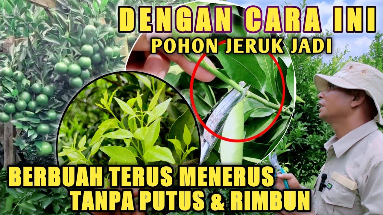 Pemangkasan Tanaman Jeruk Dewasa Supaya Berbuah Terus Menerus Tanpa Putus dan Tanaman Jadi Rimbun
