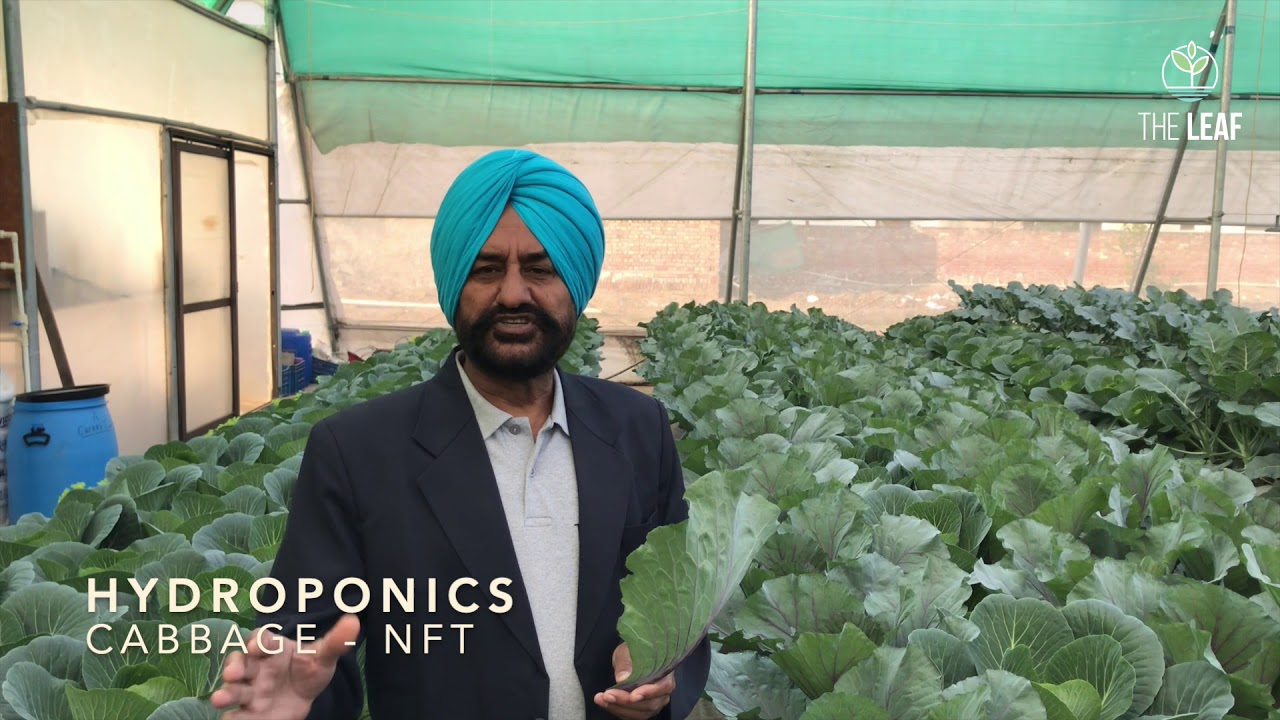 Growing Cabbage in Hydroponic NFT