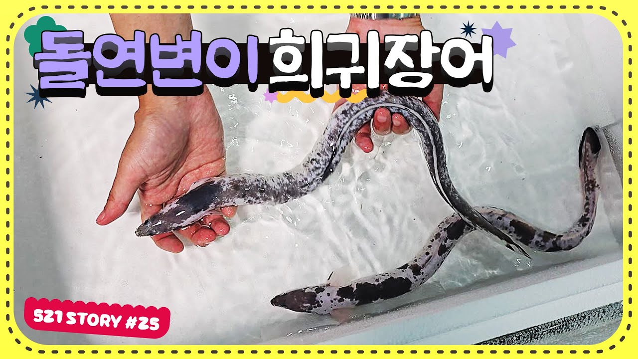 수만분의 1의 확률로 나타난다는 희귀 장어를 입양했습니다.
