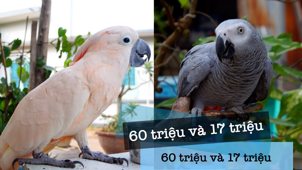 Giá của Vẹt Moluccan Cockatoo và giá của Vẹt Xám Châu Phi | Vẹt Ngáo tv