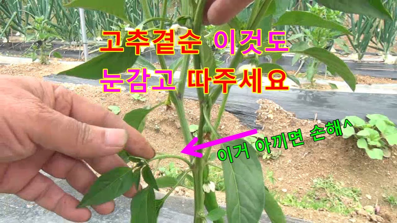 텃밭 10년 차가 많이 달리는 고추 곁순 따는 방법