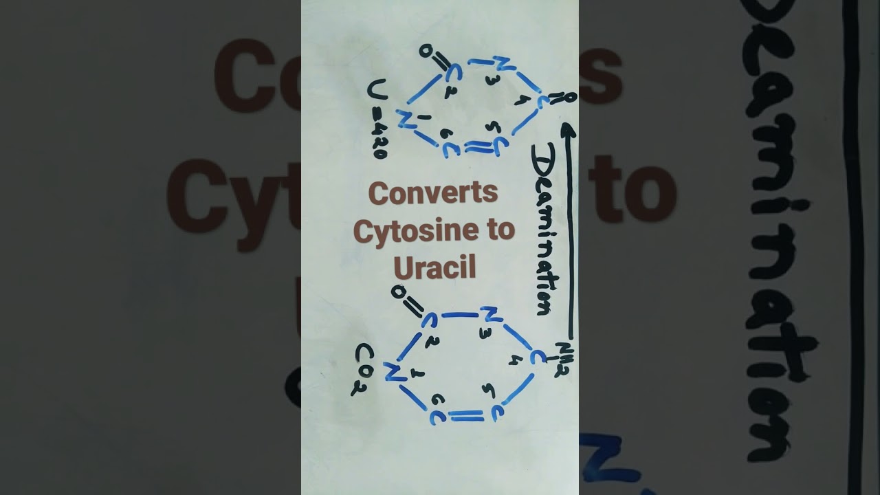 CONVERTS CYTOSINE TO URACIL  = Deamination is the removal of amino group from a molecule